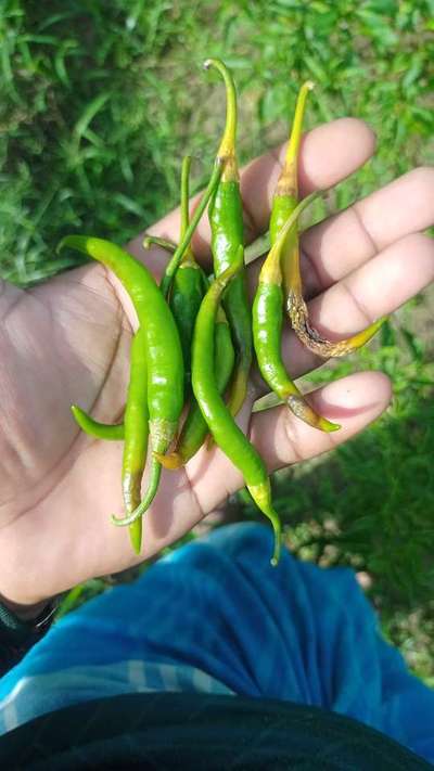 মরিচের ব্যাকটেরিয়াঘটিত নরম পচা রোগ - ক্যাপসিকাম ও মরিচ