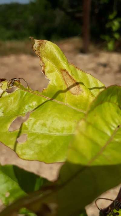 Leafcutter Bees - Citros