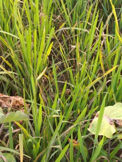 Oruga del corte del arroz - Arroz