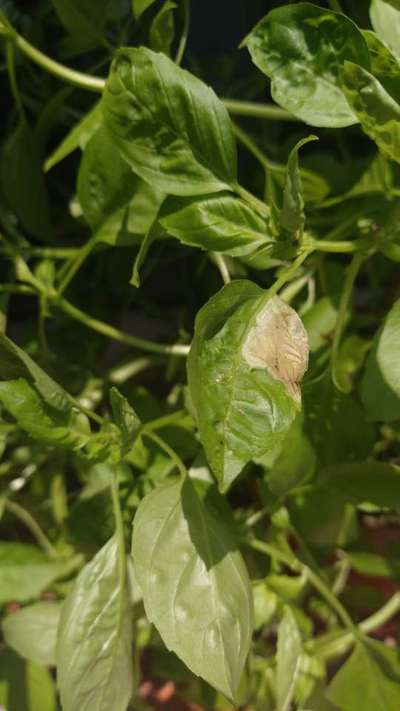 Mildiú lanoso de las cucurbitáceas - Capsicum y chile