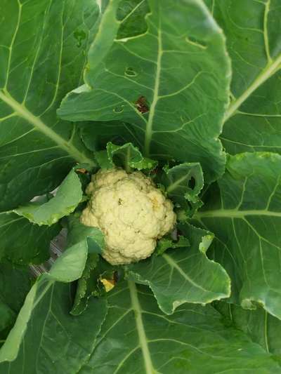 Cabbage Moth - Cauliflower