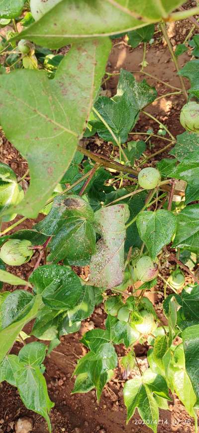 Anthracnose of Cotton - Cotton