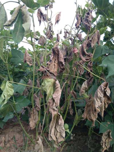 Fusarium Wilt - Cotton