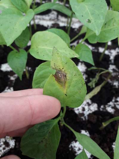 Anthracnose du Poivron et de la Tomate - Poivrons et Piments