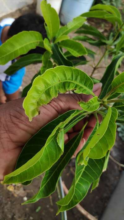 Boron Deficiency - Mango