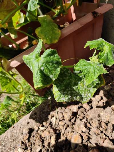 Downy Mildew of Cucurbits - Cucumber