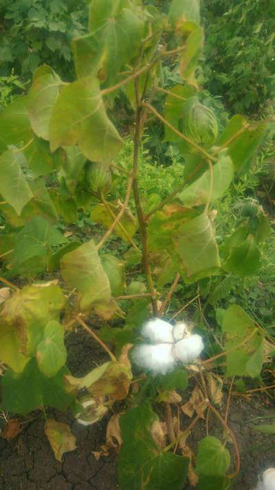 Downy Mildew - Cotton