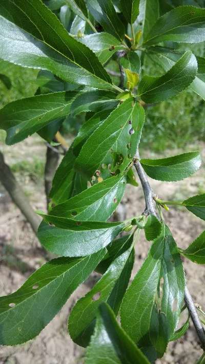 Gall Mite - Plum