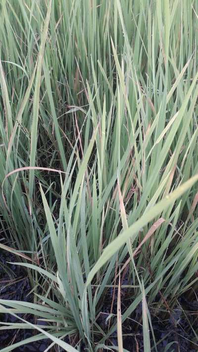 Bacterial Blight of Rice - Rice