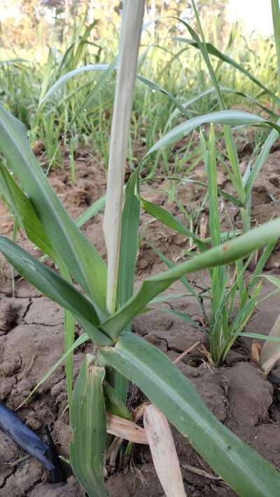 Early Shoot Borer - Sugarcane