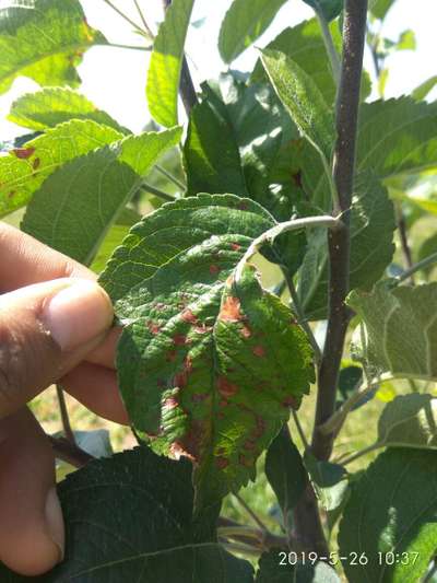 Anthracnose of Apple - Apple