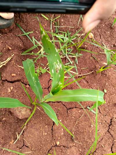 ಫಾಲ್ ಸೈನಿಕ ಹುಳು (ಫಾಲ್ ಆರ್ಮಿ ವರ್ಮ್) - ಮೆಕ್ಕೆ ಜೋಳ