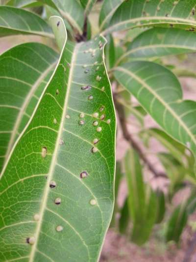 Gall Mite - Mango