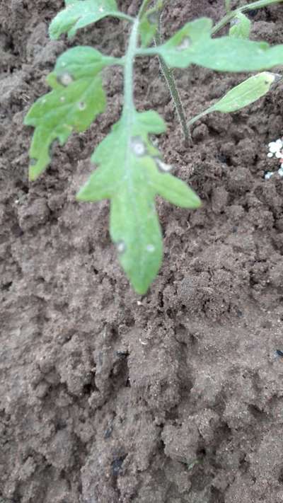 Mancha-de-estenfílio - Tomate