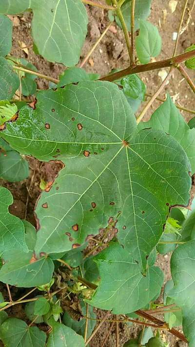 Cercospora Leaf Spot of Cotton - Cotton