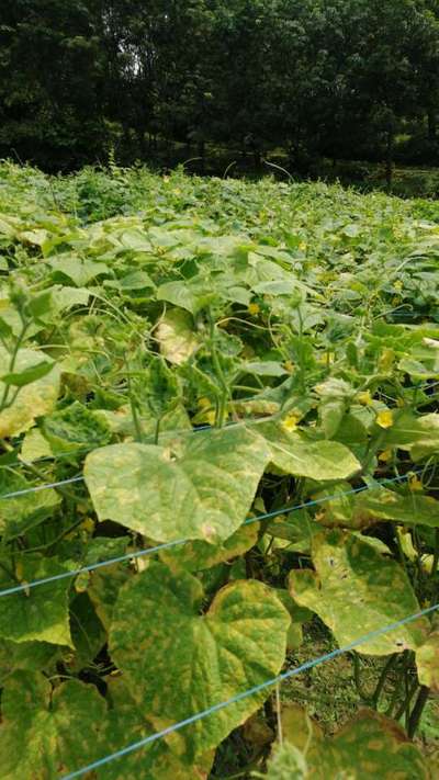 Downy Mildew of Cucurbits - Cucumber