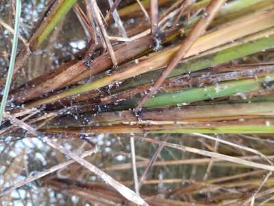 Aphids - Rice