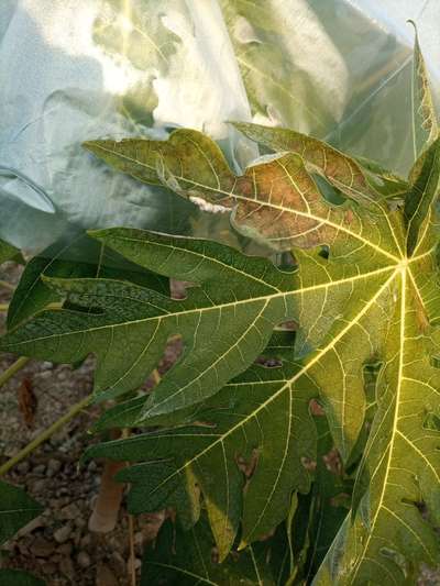 Magnesium Deficiency - Papaya