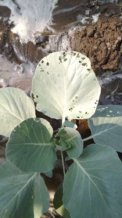 Flea Beetles - Cabbage