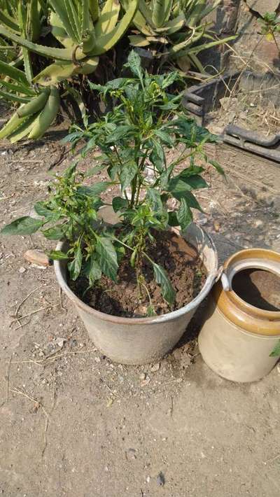 Broad Mite - Capsicum & Chilli