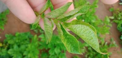 ರಂಜಕದ ಕೊರತೆ - ಆಲೂಗಡ್ಡೆ