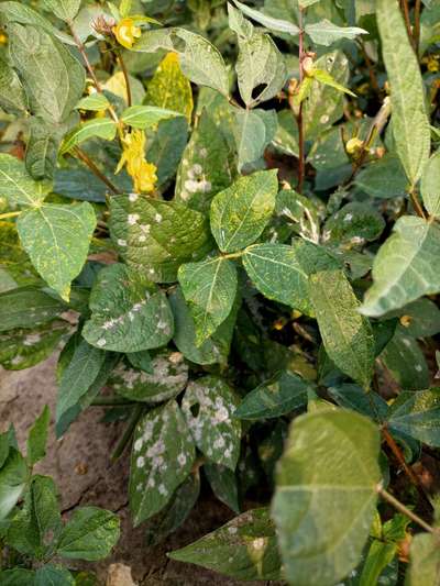 Powdery Mildew - Black & Green Gram