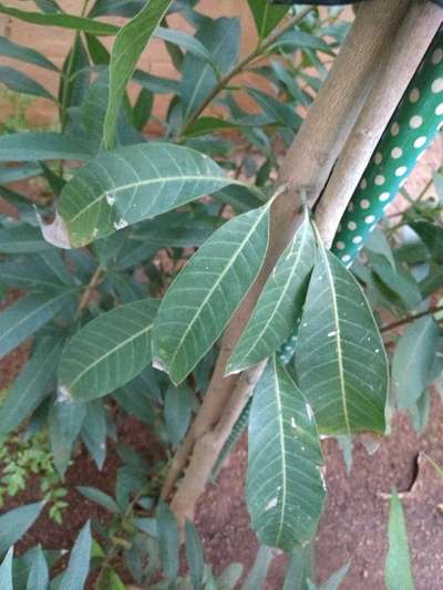 Potassium Deficiency - Mango