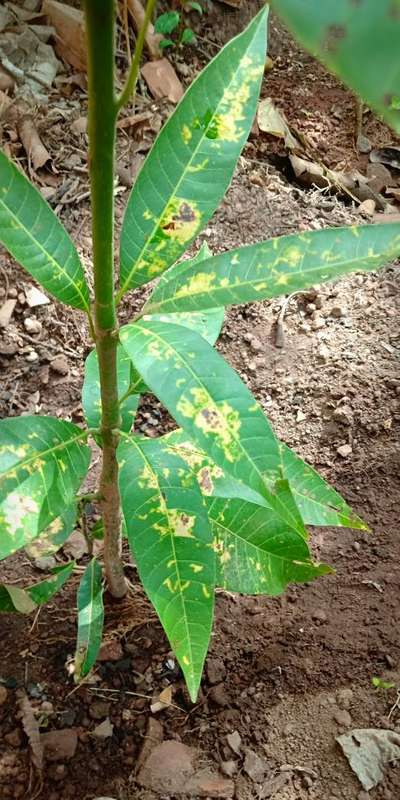 Algal Leaf Spot - Mango