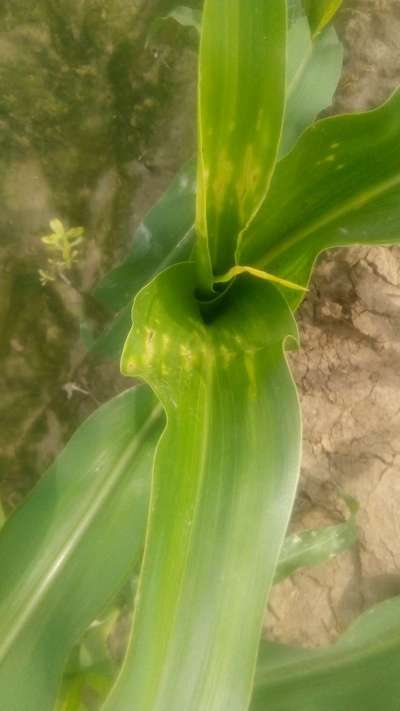 Calcium Deficiency - Maize