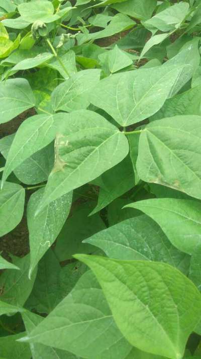 Leaf Miner Flies - Bean