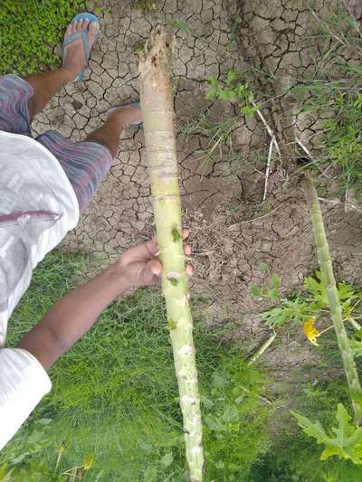 Phytophthora Crown and Root Rot - Papaya