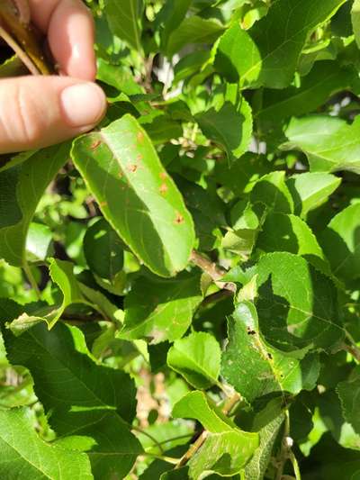 Anthracnose of Apple - Apple