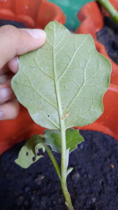 Aphids - Brinjal