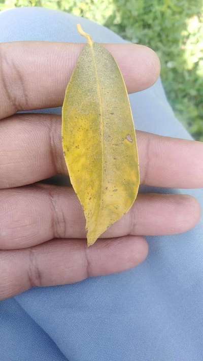 Spider Mites - Citrus