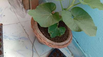 Leaf Miner Flies - Pumpkin