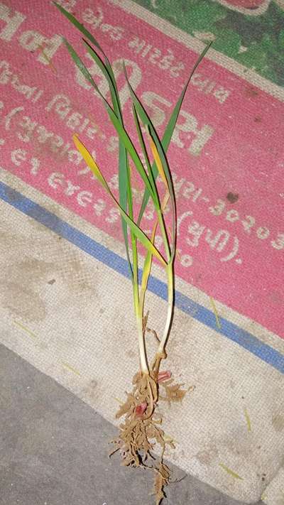 Nitrogen Deficiency - Wheat