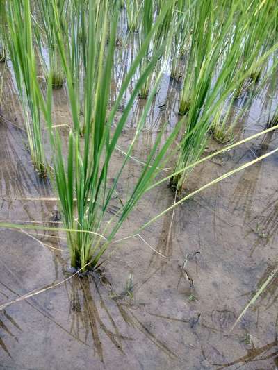 Stem Rot of Rice - Rice