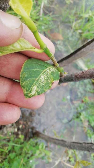 Spider Mites - Citrus