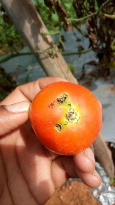 Helicoverpa Caterpillar - Tomato