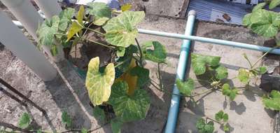 ম্যাগনেসিয়ামের অভাবজনিত রোগ - কুমড়া