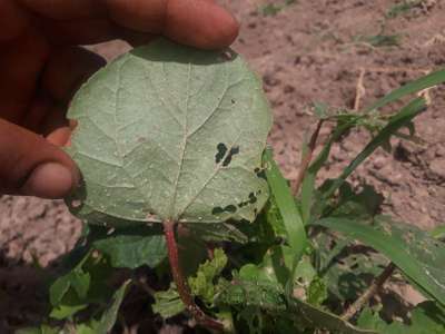 ಎಲೆ ಜಿಗಿಹುಳುಗಳು ಮತ್ತು ಜಸ್ಸಿಡ್ಸ್ - ಬೆಂಡೆಕಾಯಿ