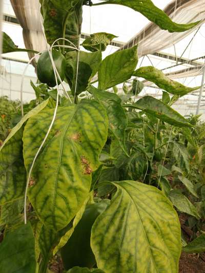 Anthracnose of Pepper - Capsicum & Chilli