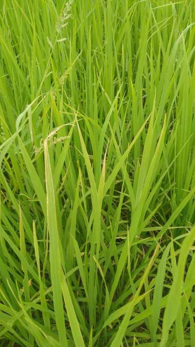 Nitrogen Deficiency - Rice