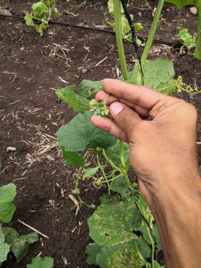 Leaf Miner Flies - Cucumber