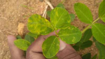 Alternaria Leaf Spot Peanut - Peanut