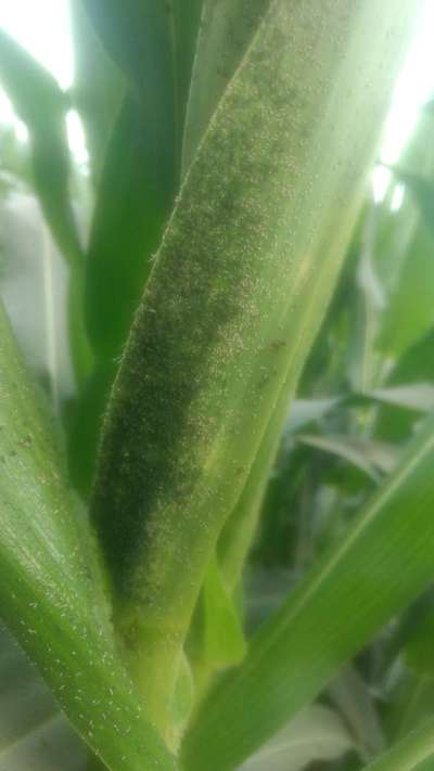 Aphids - Maize