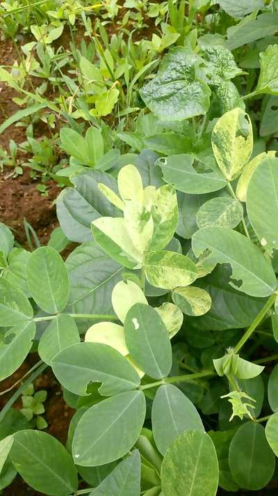 Tobacco Caterpillar - Peanut