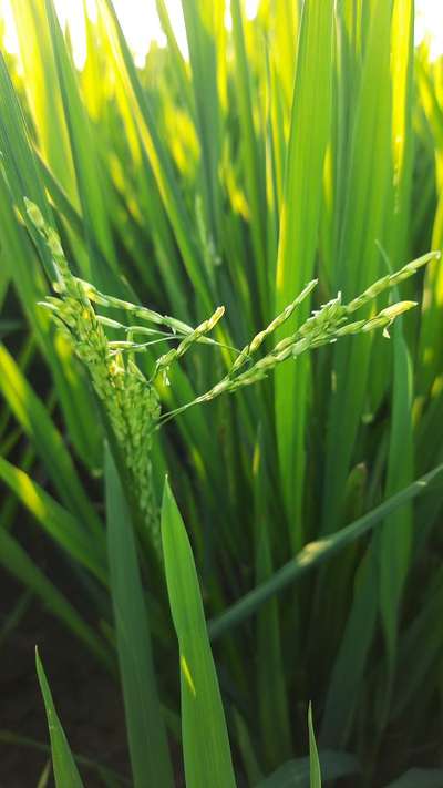 Yellow Stem Borer - Rice