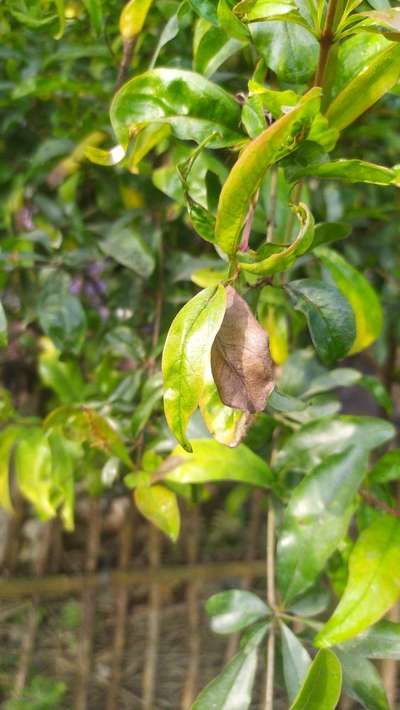 Spider Mites - Pomegranate