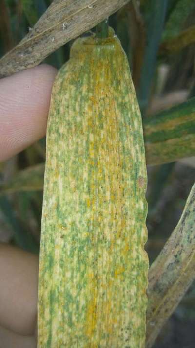 Yellow Stripe Rust - Wheat